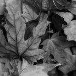 fall leaf (2)
